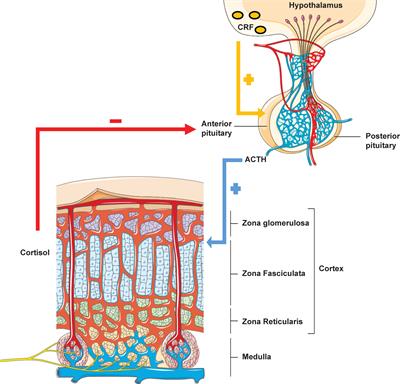 Familial Glucocorticoid Deficiency: the changing landscape of an eponymous syndrome